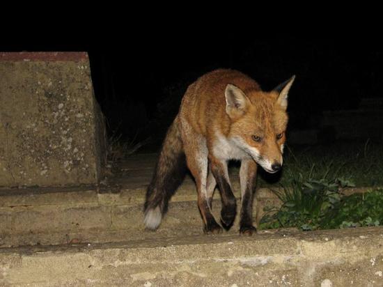 fox_100906032