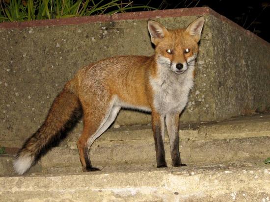 fox_160906111