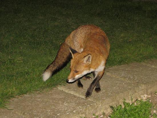 fox_200906003