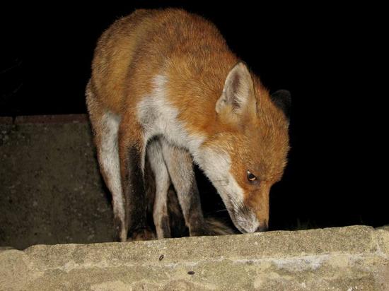 fox_200906022