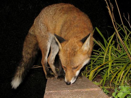 fox_200906038