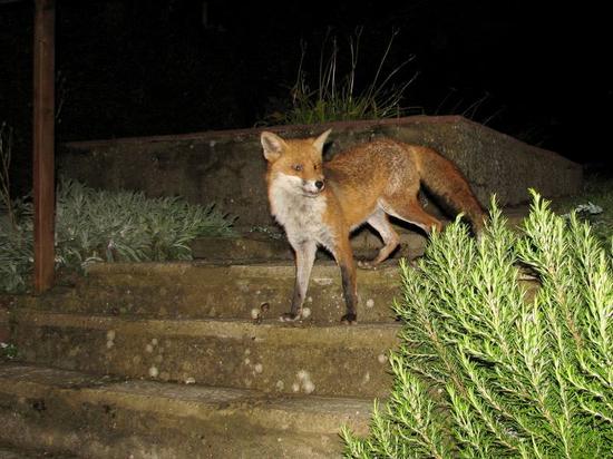fox_220906019