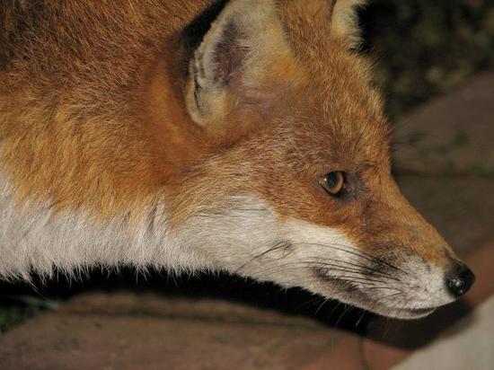 fox_220906033