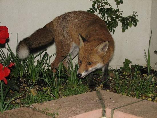 fox_250906008