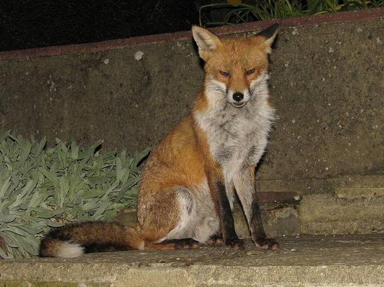 fox_250906025