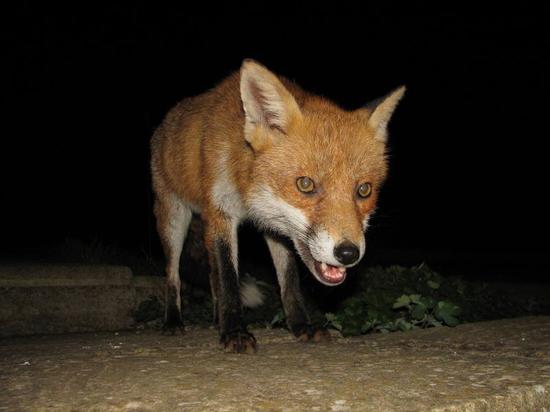 fox_260906009