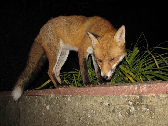fox_260906014