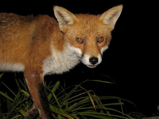 fox_260906045