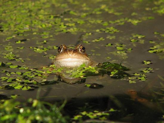 frog_170906005
