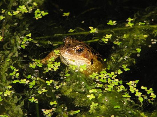 frogs_180906005