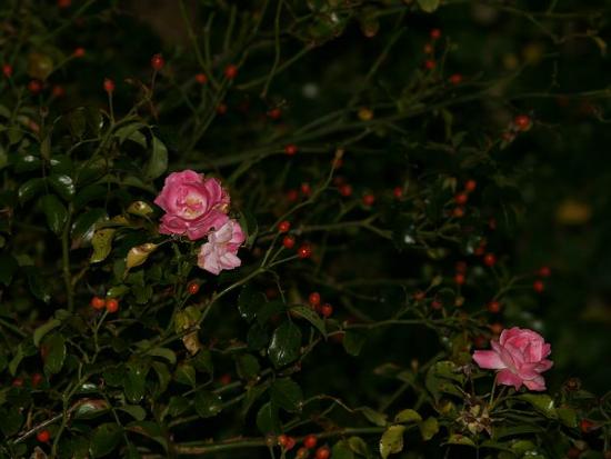 rose_test2_20061228_0081