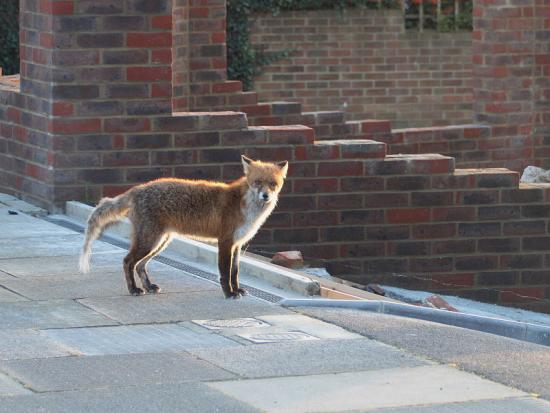 downs_fox_0201070611