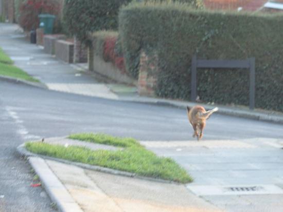 downs_fox_0201070613