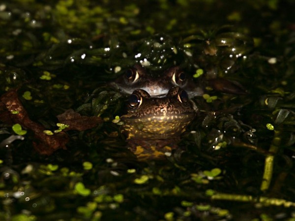 frog_2002074649