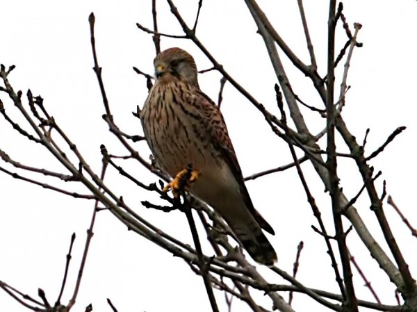 kestrel_120207_2_b