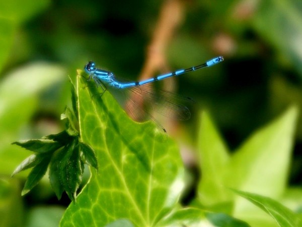 blue_damsel_2904070886