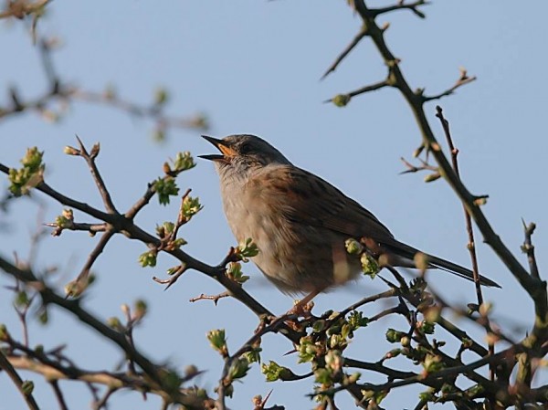 dunnock_0604078178
