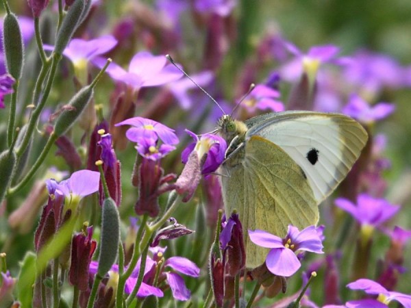 greenveined_white_butterfly_2904070911