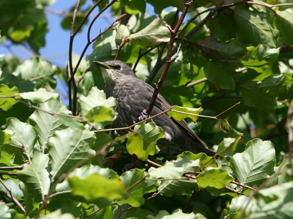 starling