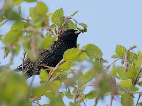 starling