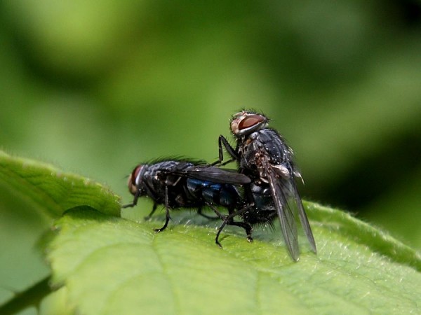 flies mating