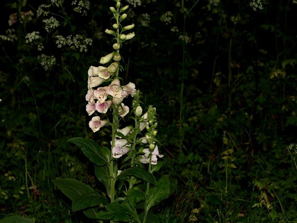 foxglove_flower_1805072663