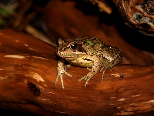 frog