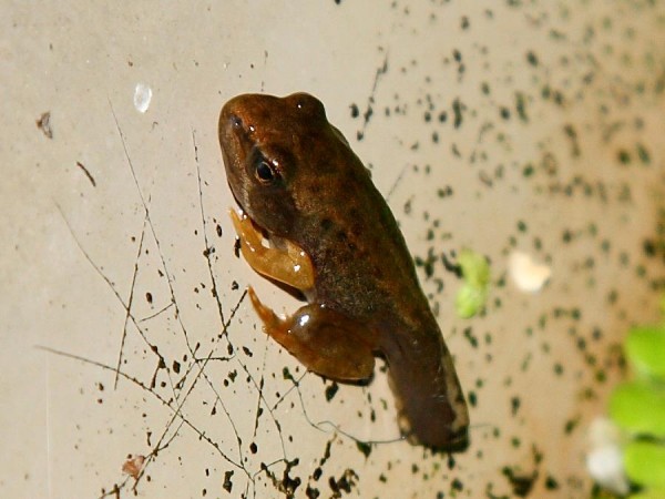 froglet
