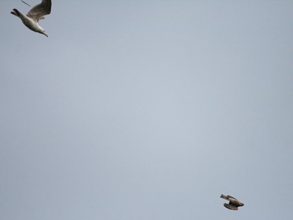 gull_sparrowhawk_1305072308
