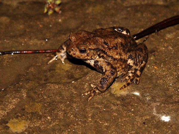 toad_1605072522