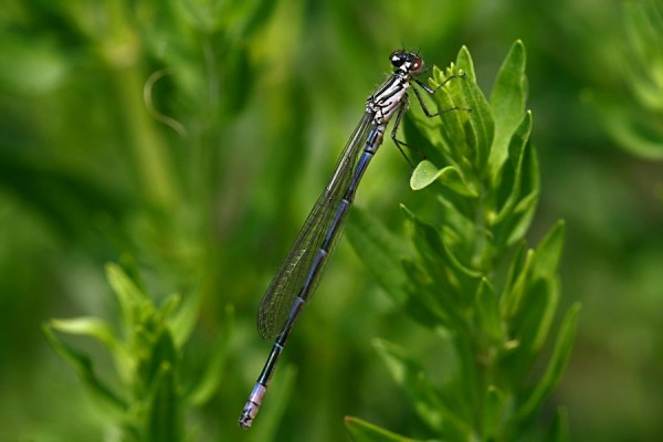 blue_damsel_0906075109