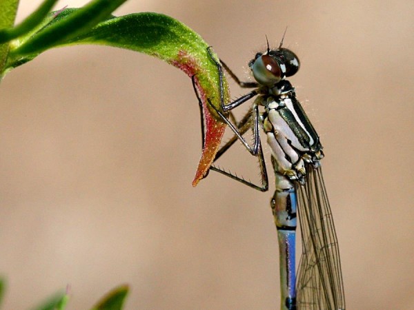 blue_damsel_0906075136