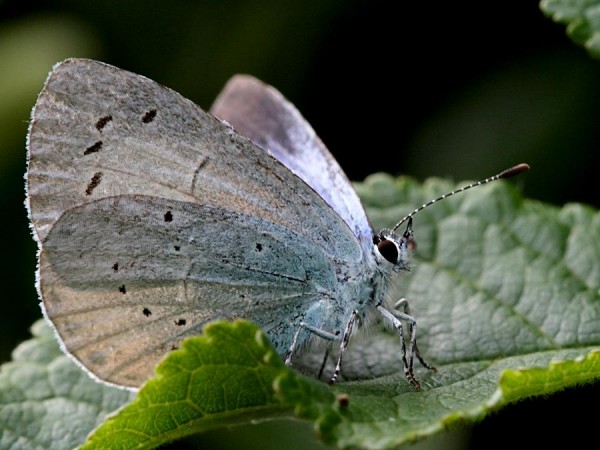 butterfly_0906075172