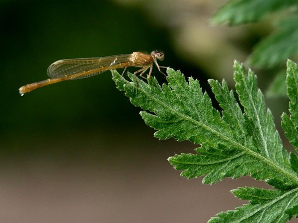 damsel_0906074982