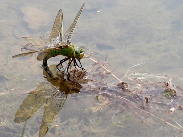 dragonfly_1406075826_b
