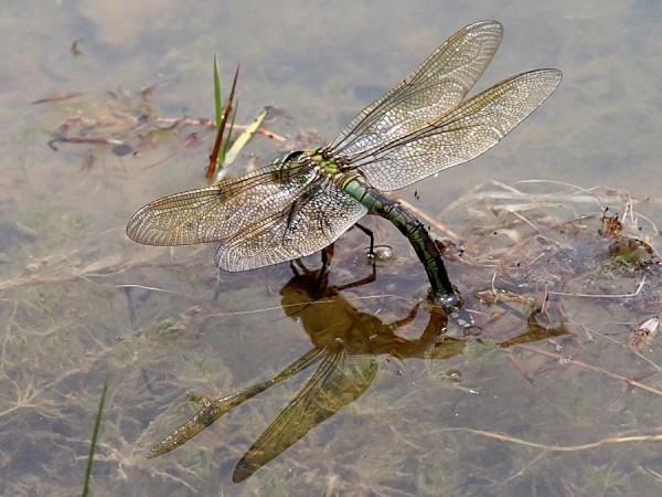 dragonfly_1406075828