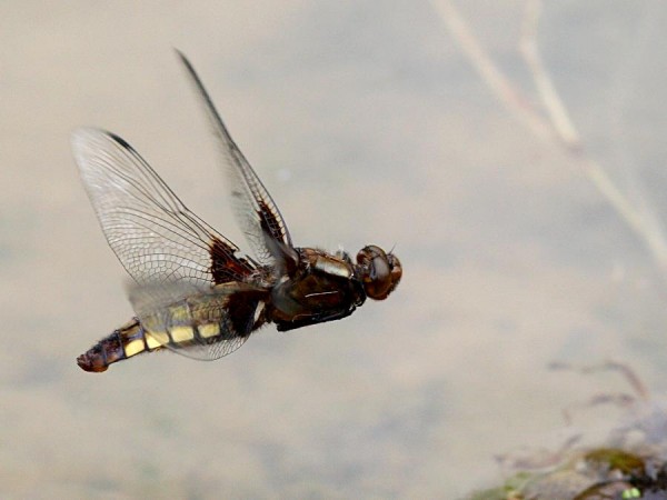 dragonfly_1506075935