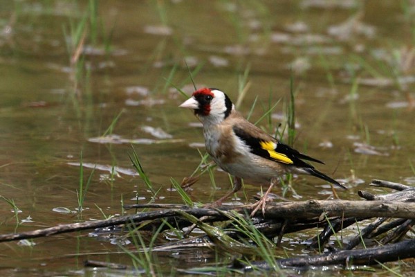 goldfinch_1406075857