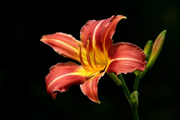 lily_0906075183