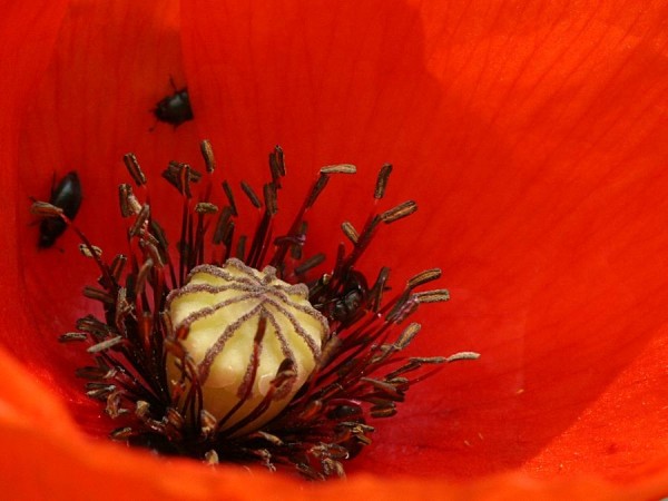poppy_0906075073