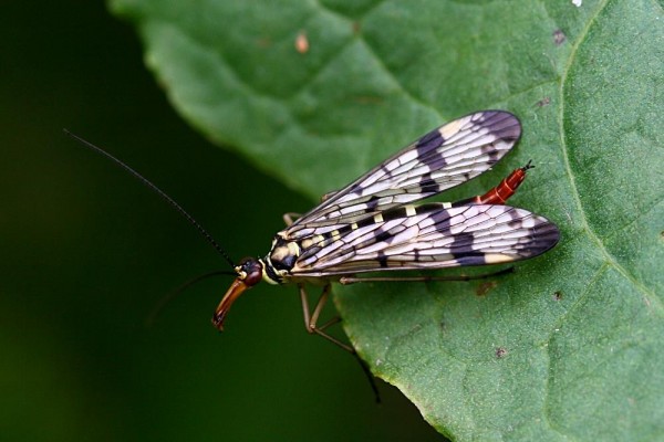 scorpion_fly_1506075912