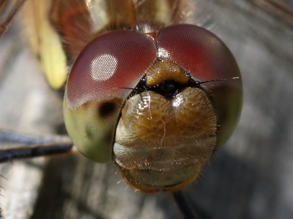 common darter