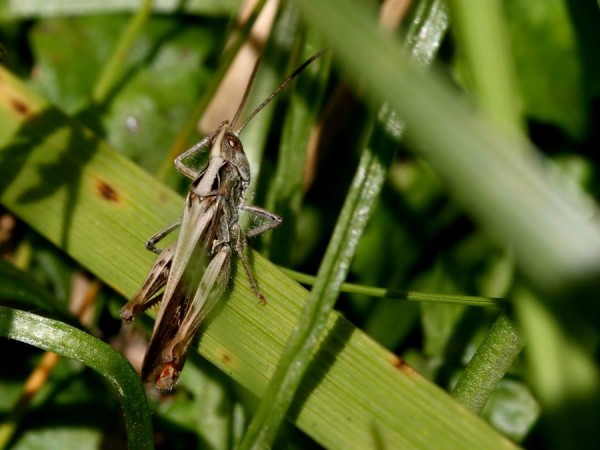 grasshopper_3107071919