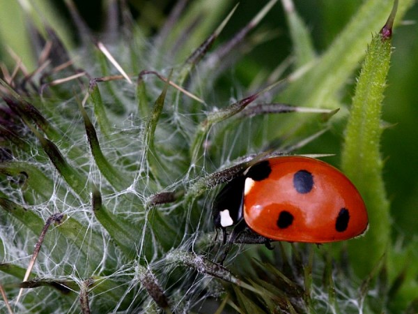 ladybird_0607078023