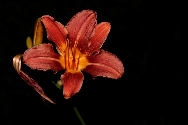 Day Lily