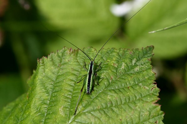 short_winged_conhead_0607078049