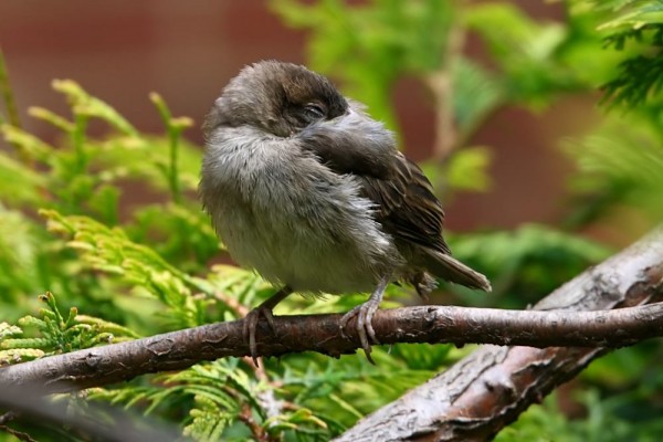 fledglnig sparrow