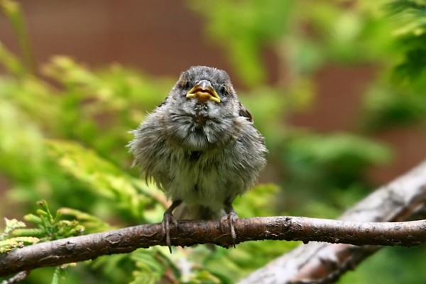 fledglnig sparrow