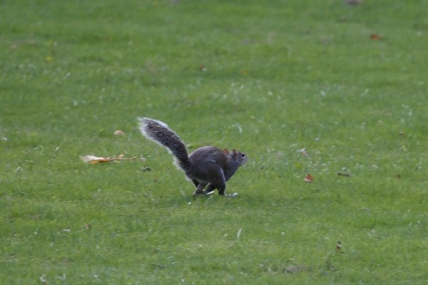squirrel