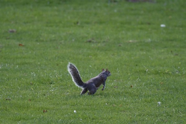 squirrel